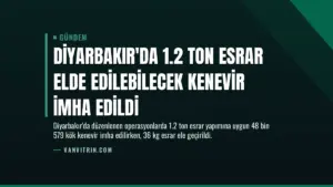 Diyarbakır’da 1.2 Ton Esrar Elde Edilebilecek Kenevir İmha Edildi