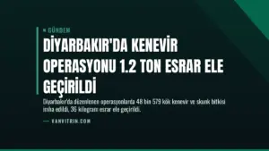 Diyarbakır’da Kenevir Operasyonu 1.2 Ton Esrar Ele Geçirildi